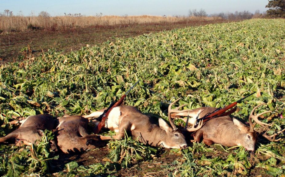 doe habitat problems