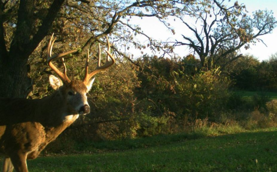 low pressure food plot