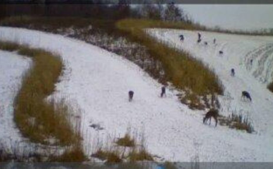 whitetail lines of movement