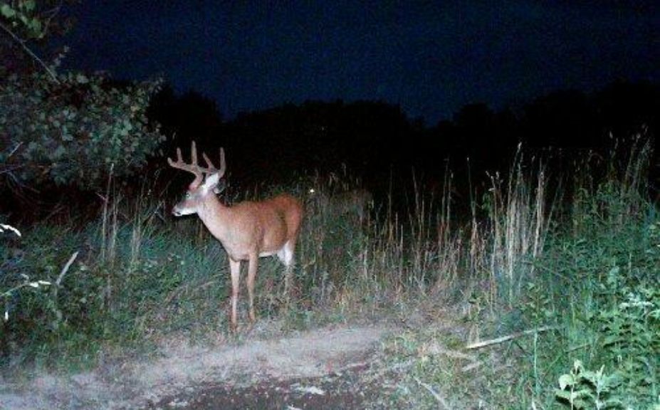 deer waterhole