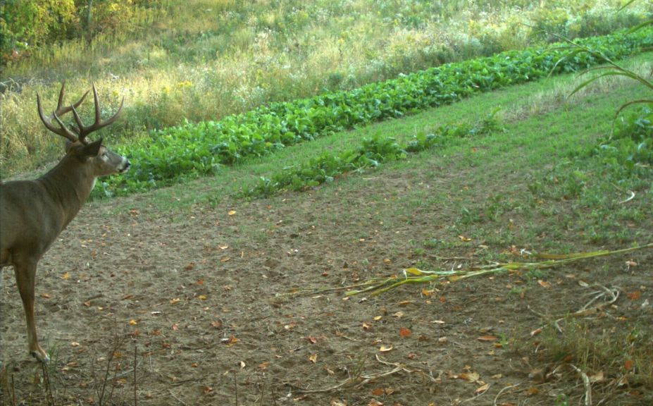 food plot patterns