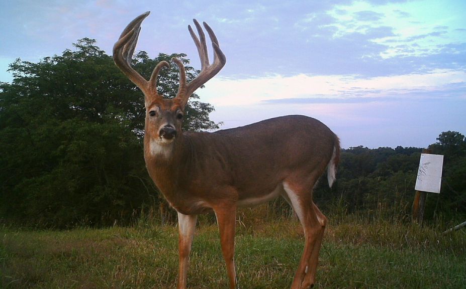 food plot patterns