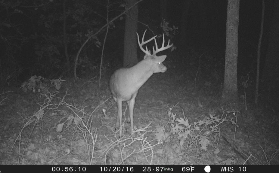 DIY public land buck