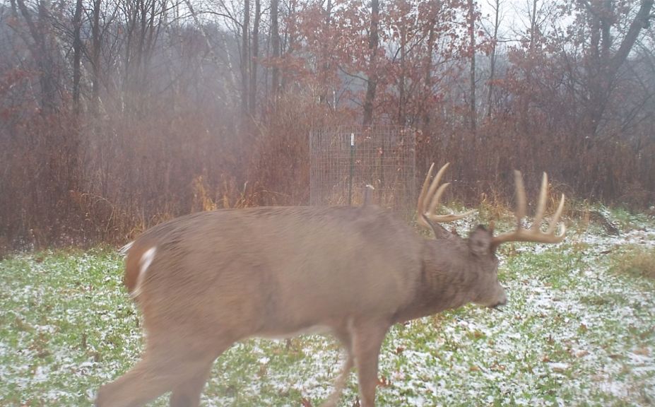 whitetail habitat success