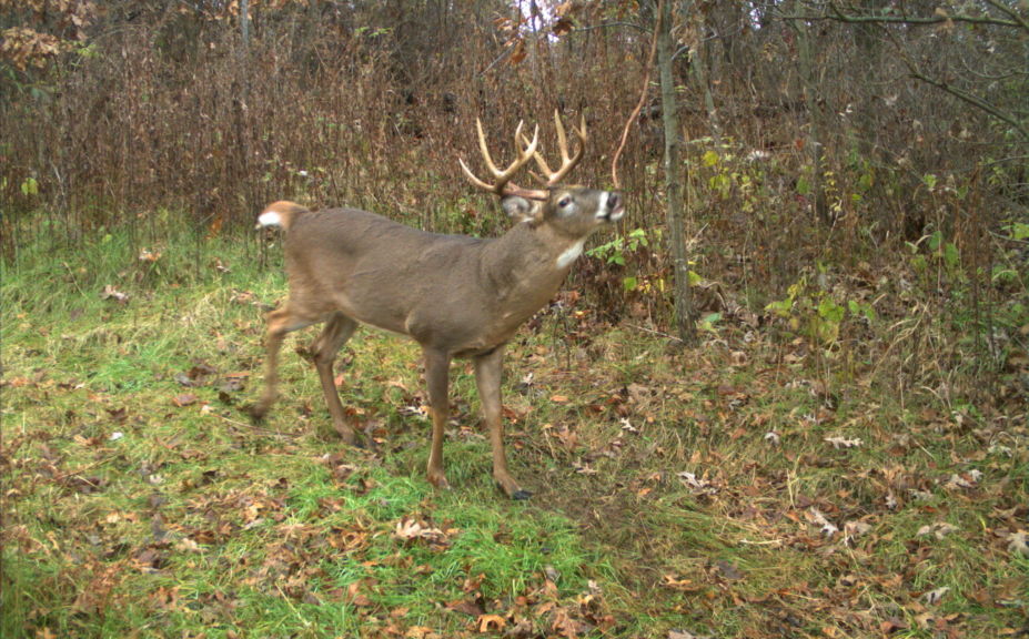 mock scrape bowstand