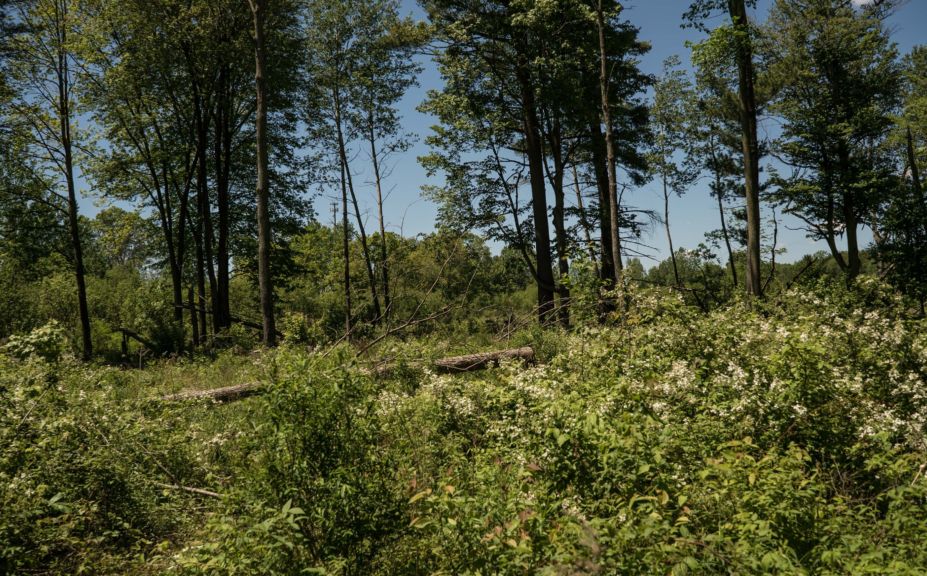 early successional growth for whitetails