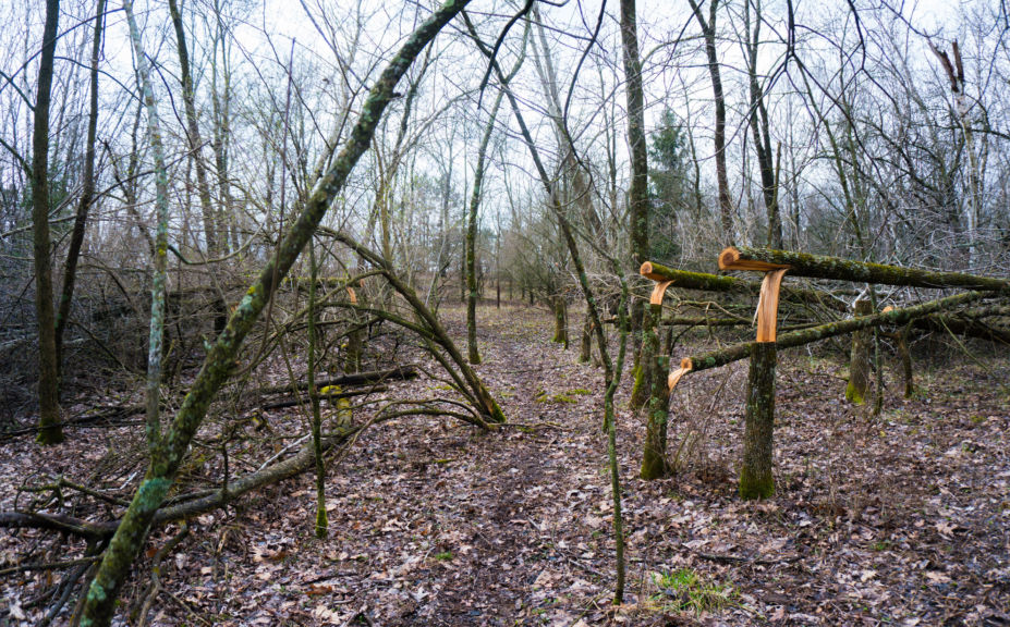 bowhunting habitat strategy