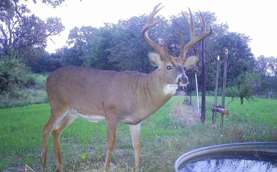 Habitat Improvements