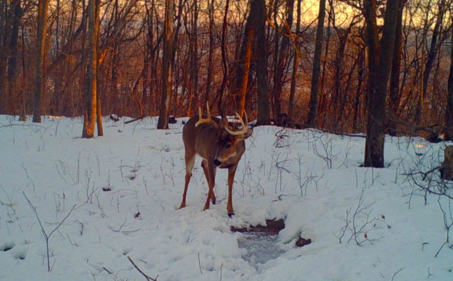 trail cam dependability and battery life