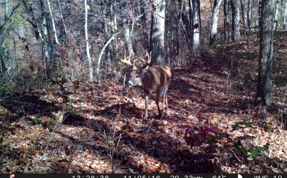 Mid Season Hunting Tips Mature Bucks