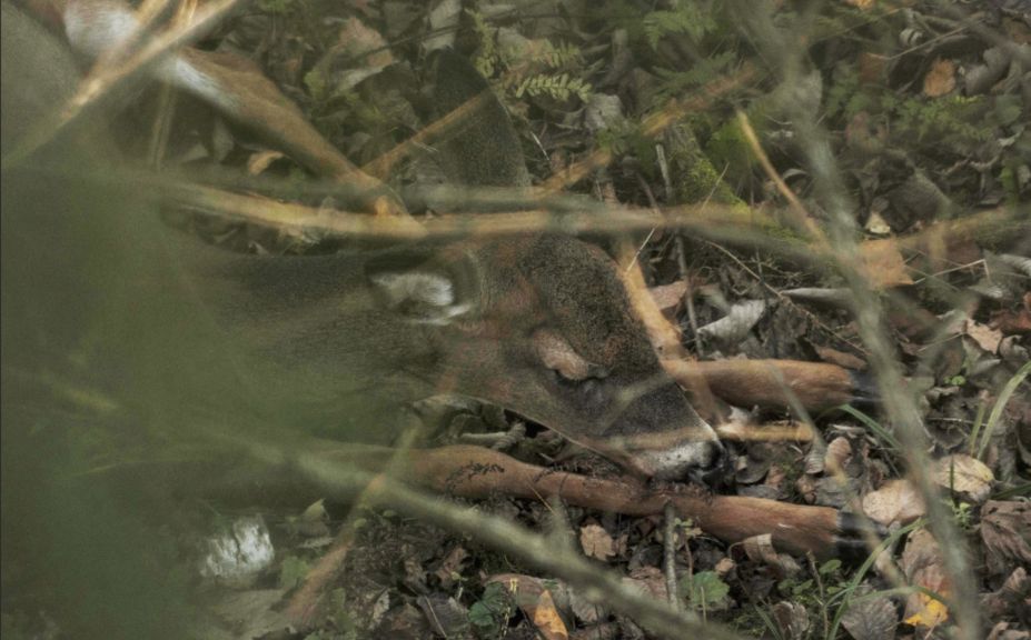 stacking does deer bedding