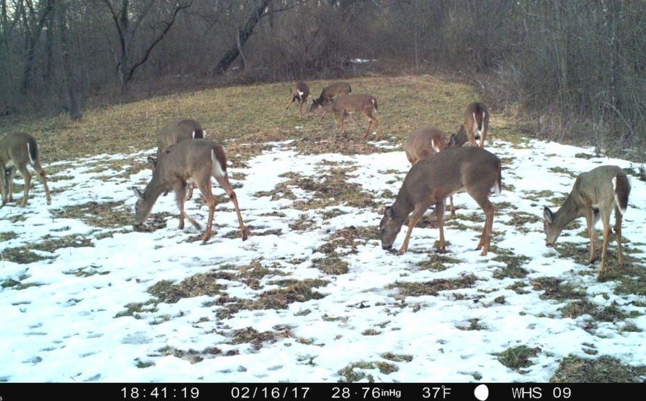 increase deer numbers