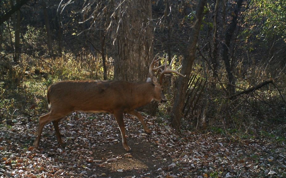 mock scrape tips