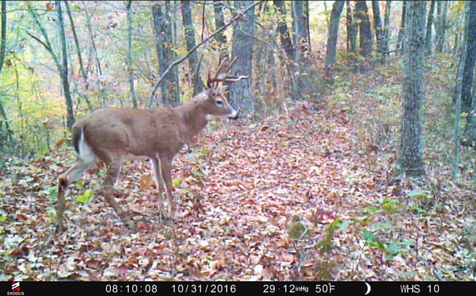 whitetail rut tactics