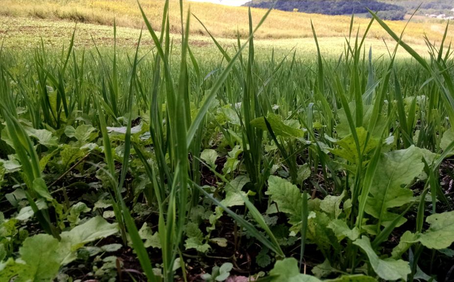 plant a food plot