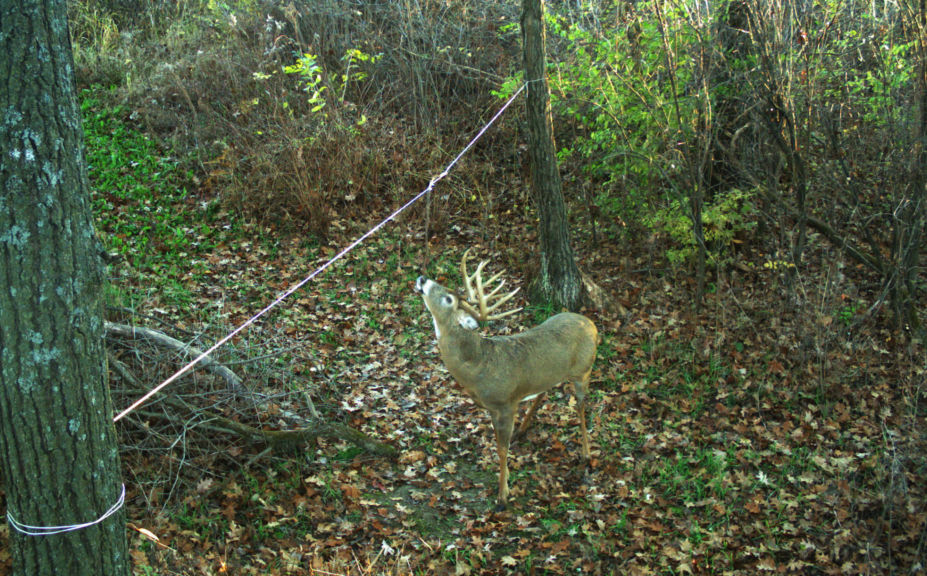 Whitetail habitat success