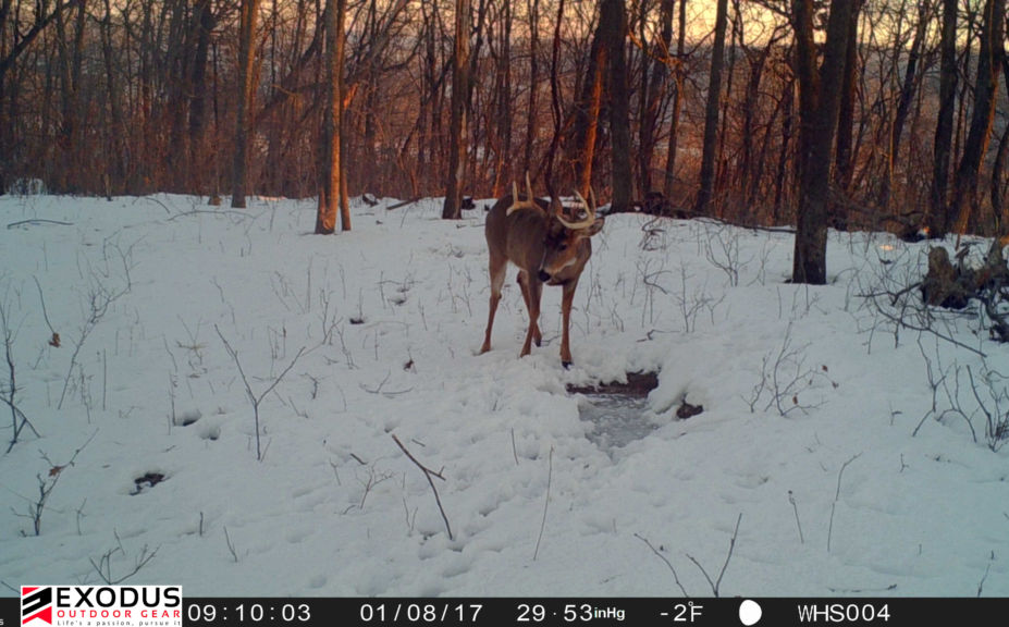 trail cam dependability and battery life
