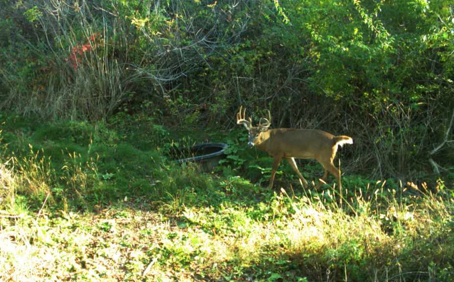 whitetail habitat success