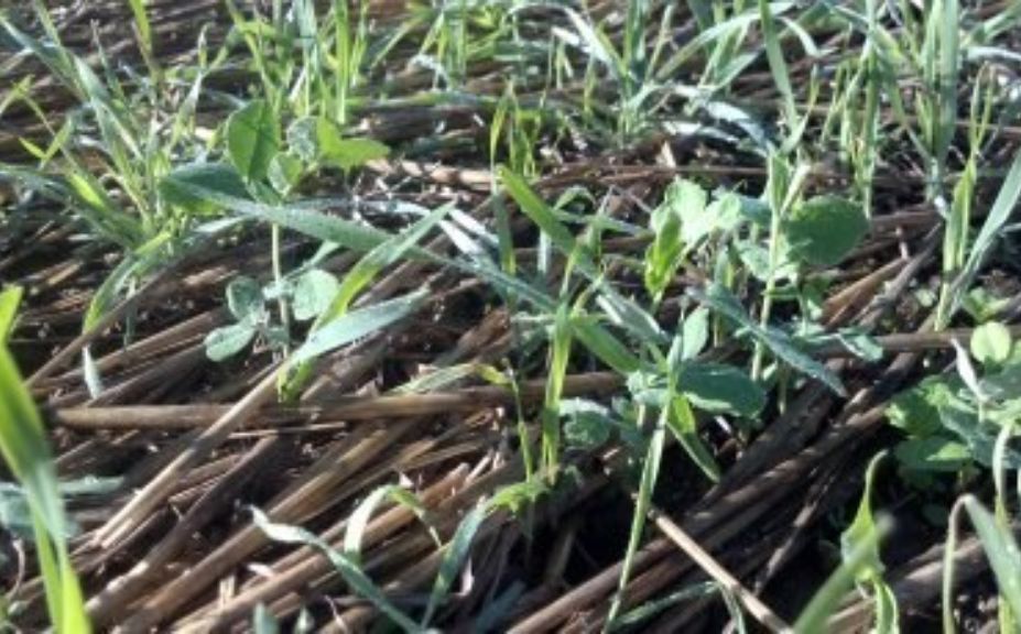 food plots