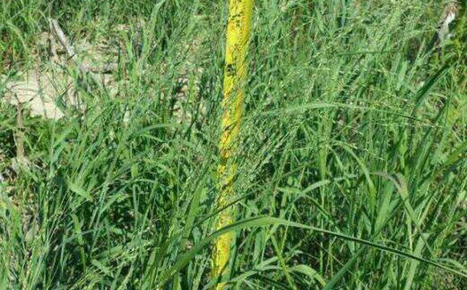 switchgrass plantings