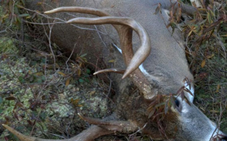 food plot attraction