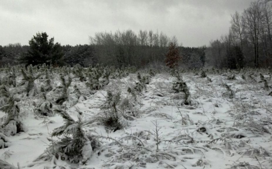 conifer plantings