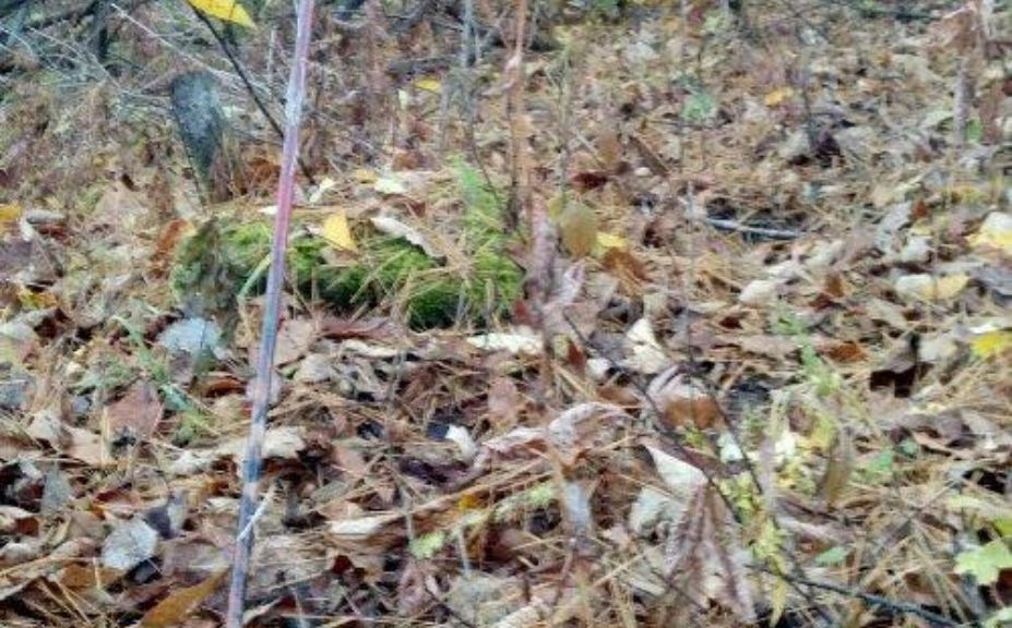 WI Archery Buck