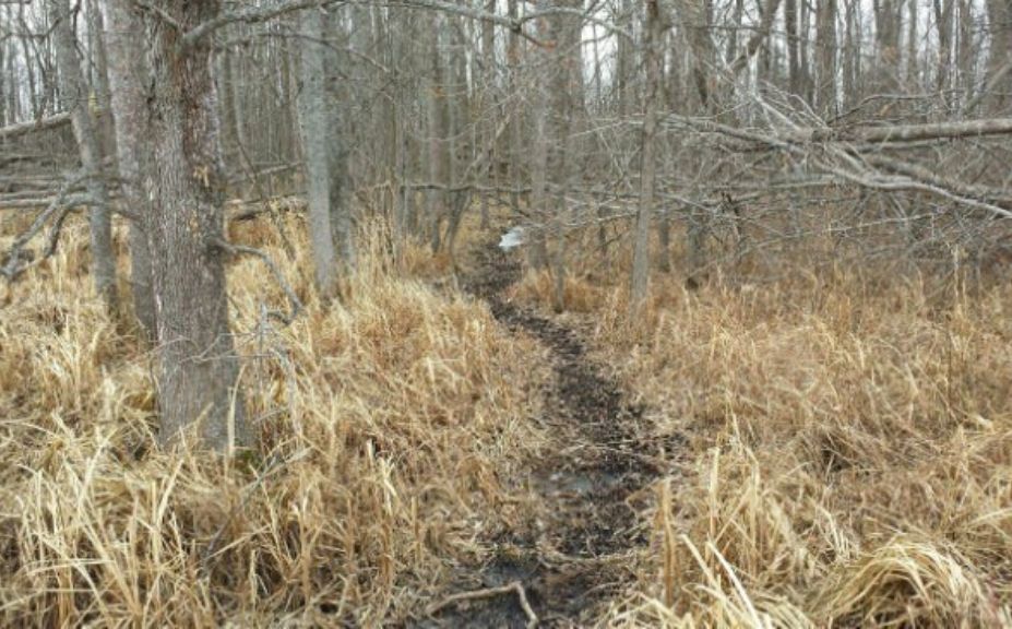 whitetail habitat plan