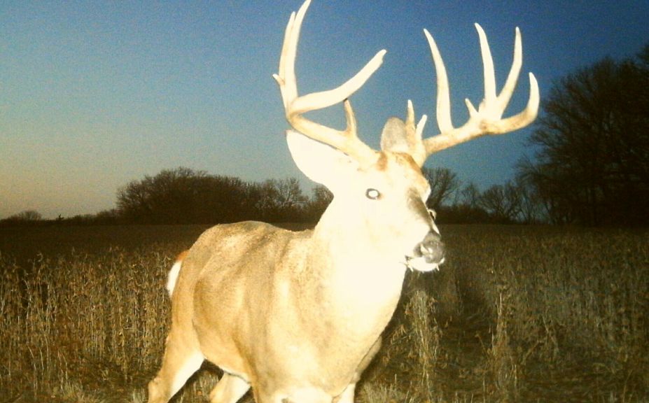 soybeans for deer