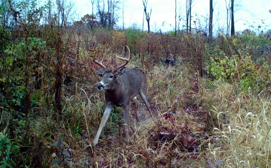 all season deer hunting