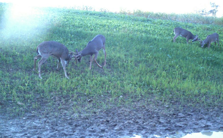 increasing mature buck