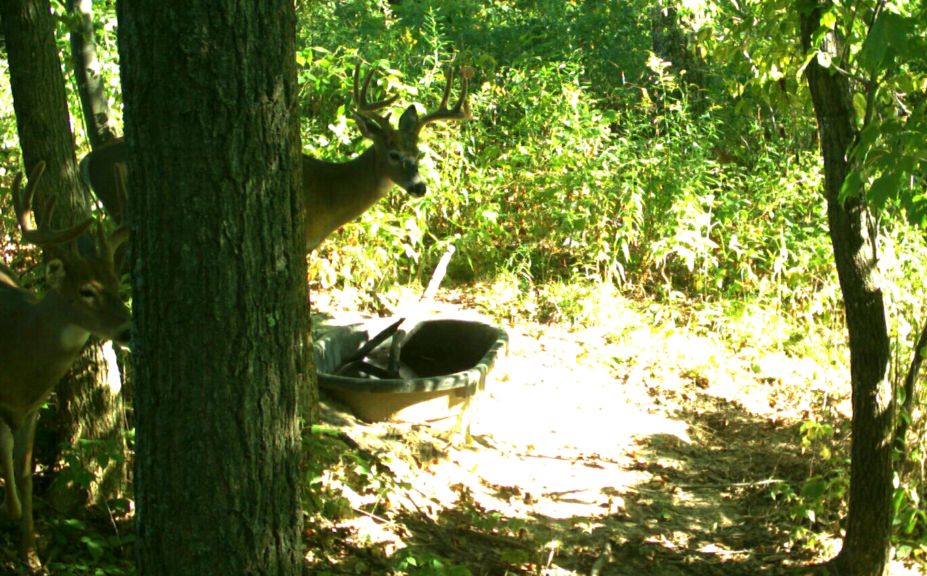 whitetail game changers