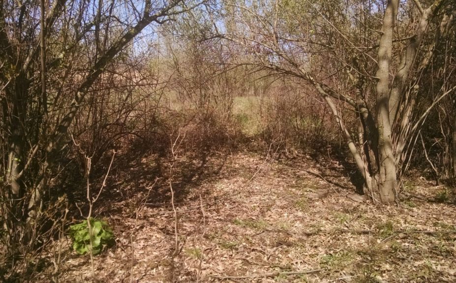 whitetail bedding habitat