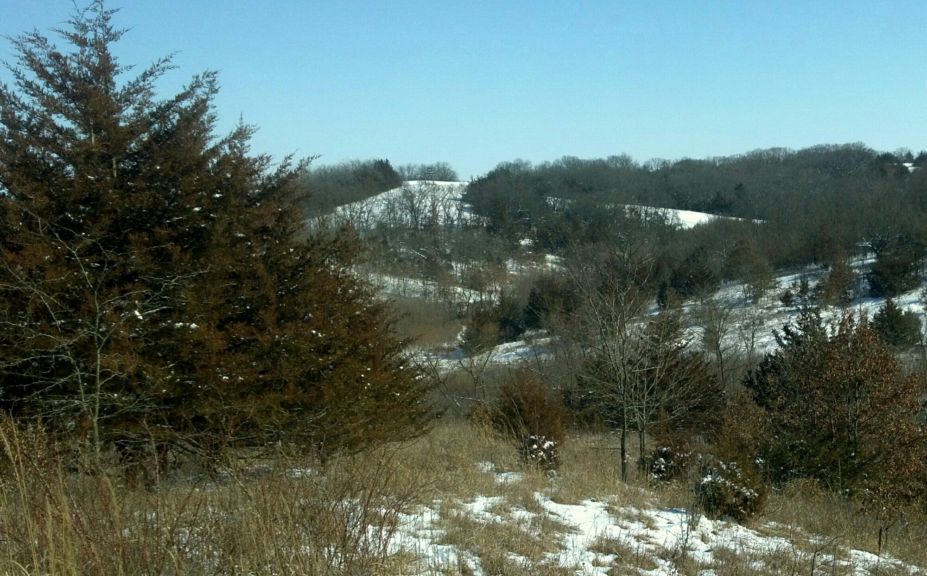 whitetail bedding habitat