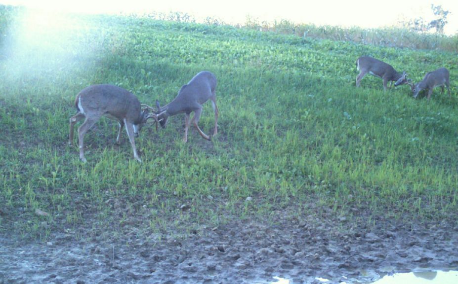 deer habitat improvement