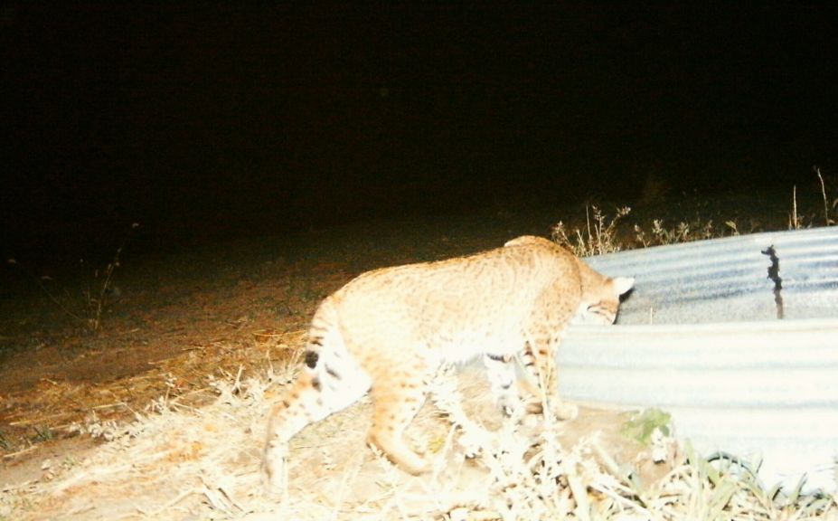 deer habitat improvement