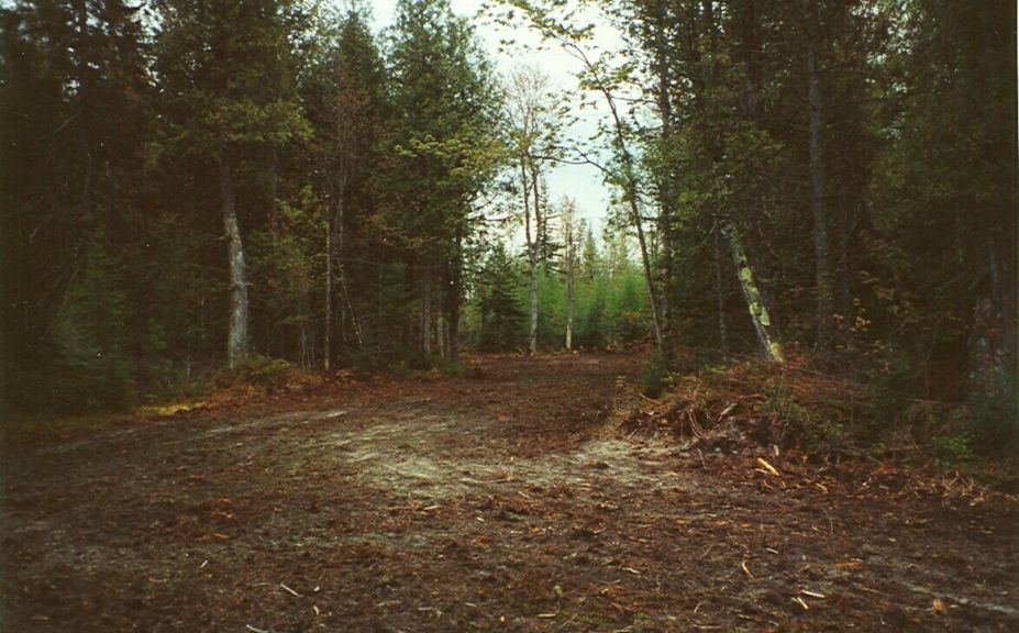 food plot success on poor soil