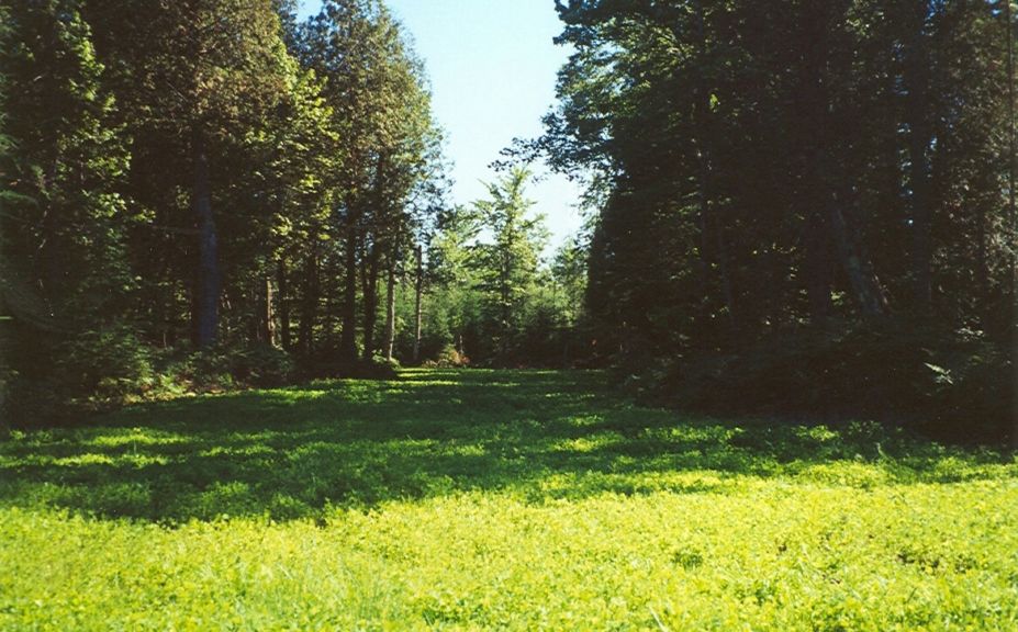 food plot success on poor soil