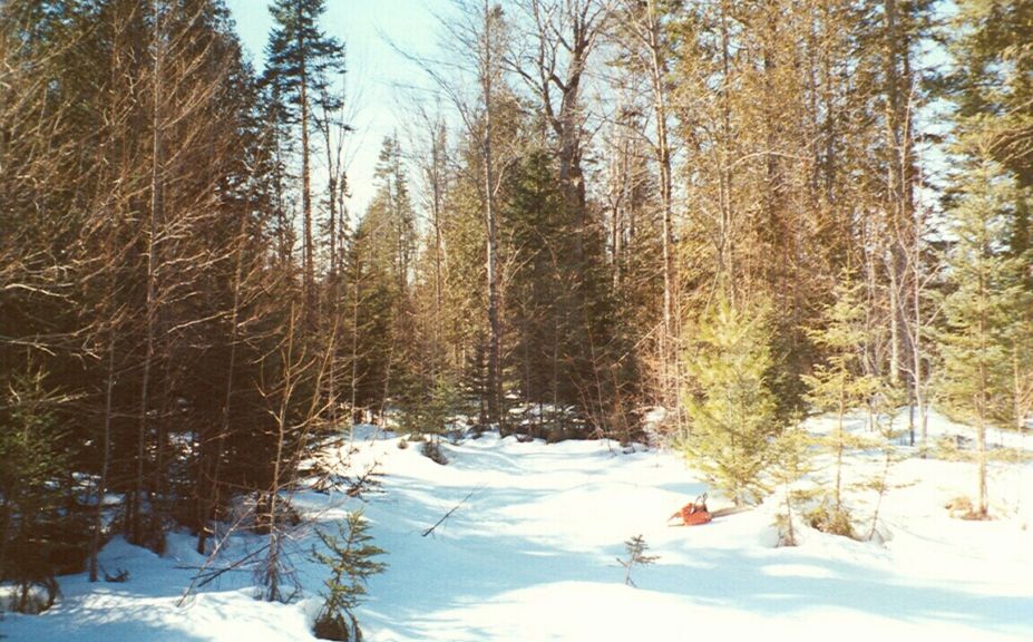 food plot success on poor soil