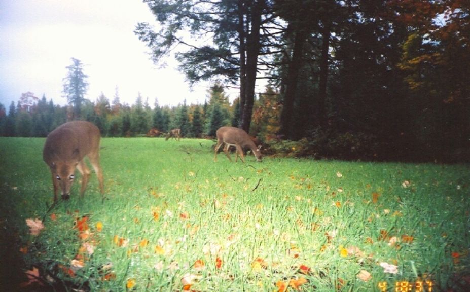 food plot success on poor soil