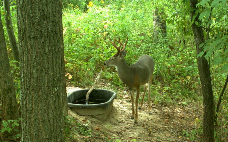 whitetail habitat design