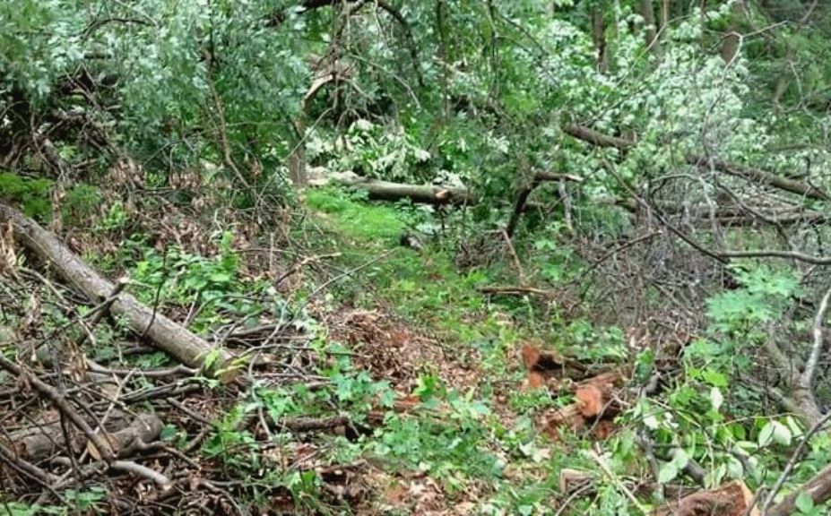 travel corridor treestand setups