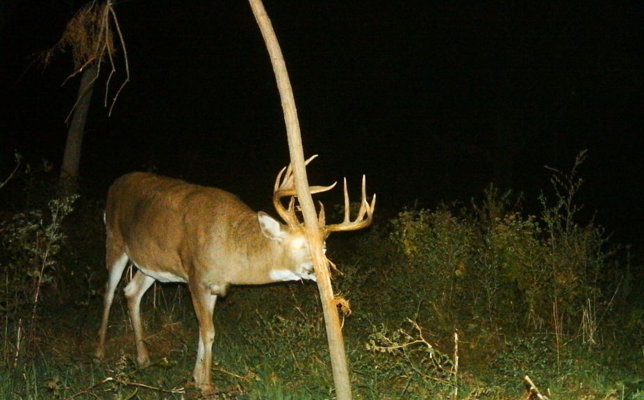 Best Month To Plant A Food Plot Whitetail Habitat Solutions