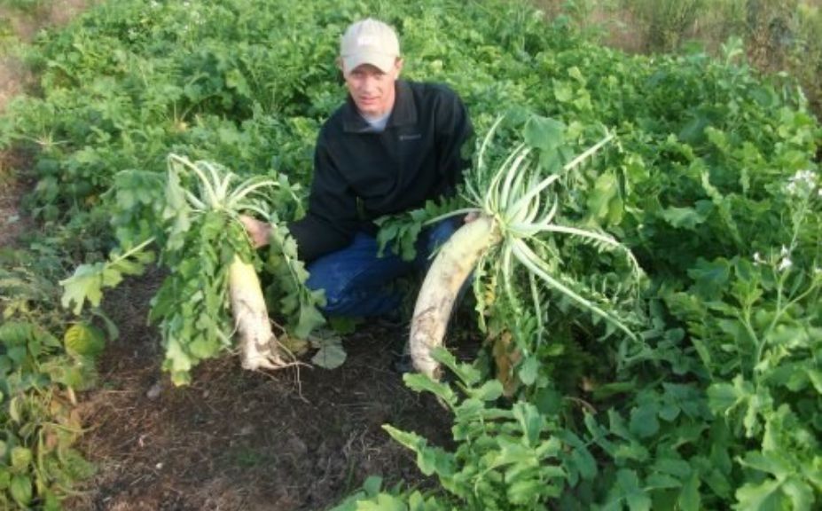 food plots