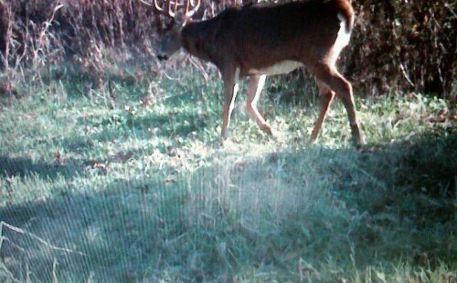 mature buck habitat hunting strategies