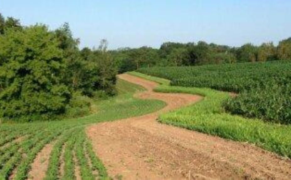 whitetail lines of movement