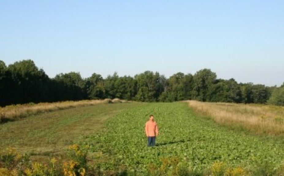 fall food plot rotation