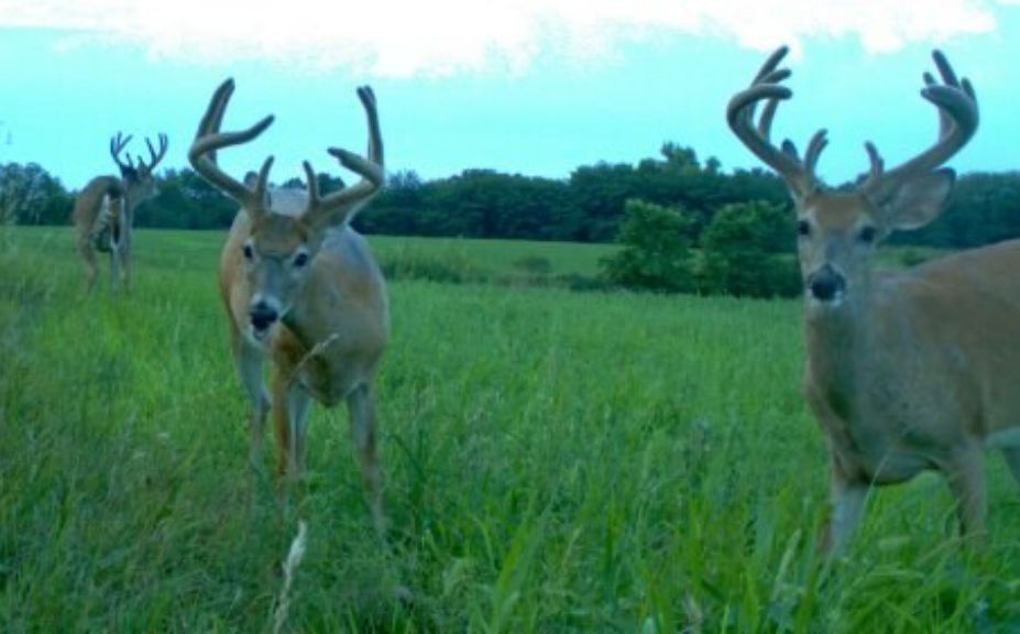 timing bow season opener