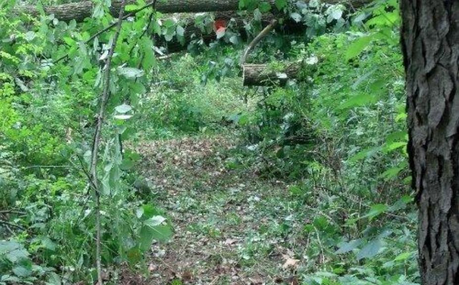 whitetail travel corridor