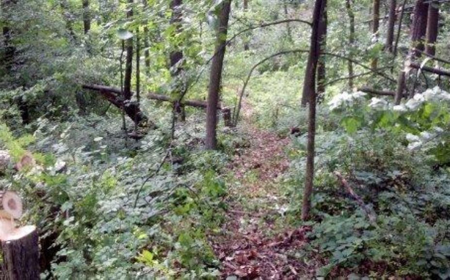 whitetail travel corridor